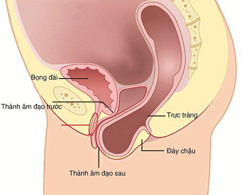 Sa trực tràng là gì? Nguyên nhân, dấu hiệu và phương pháp điều trị